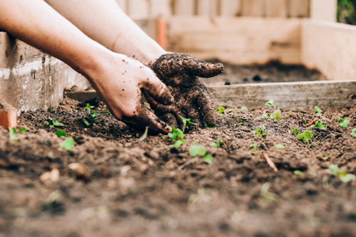 child planting in garden