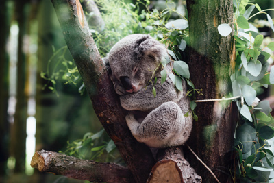 sleepy koala