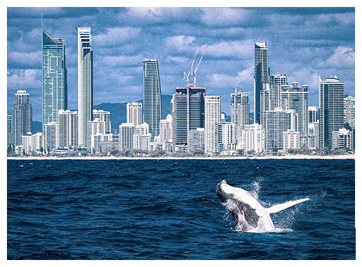 Whale watching humpback splashing